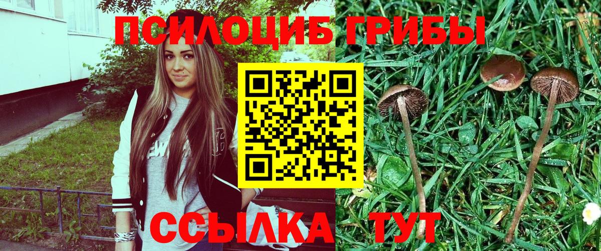 Галлюциногенные грибы Cubensis  Псилоцибиновые грибы прущие грибы  Вход с VPN  Кудымкар 